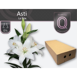 LI LA ASTI LA BOX 5+