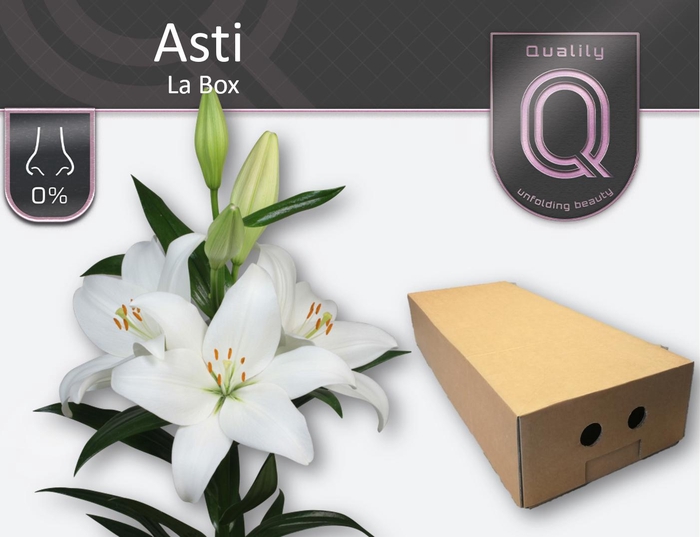 <h4>LI LA ASTI LA BOX 5+</h4>