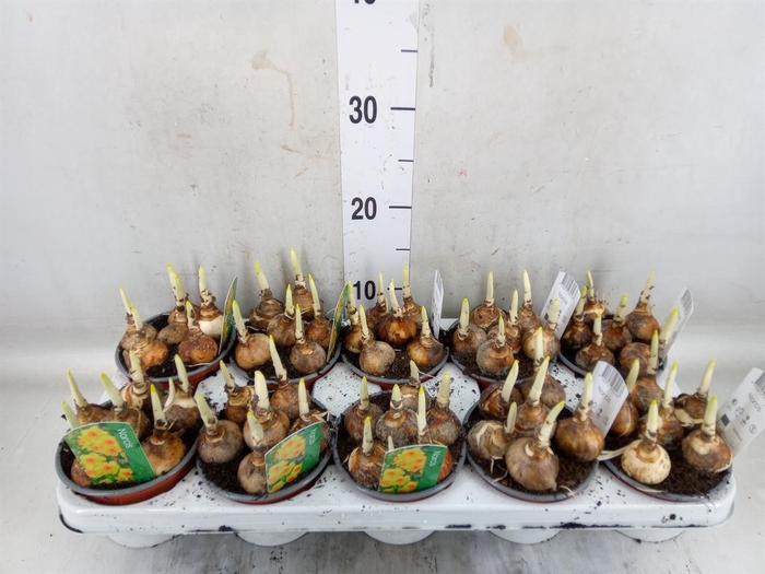 <h4>Narcissus   ...</h4>