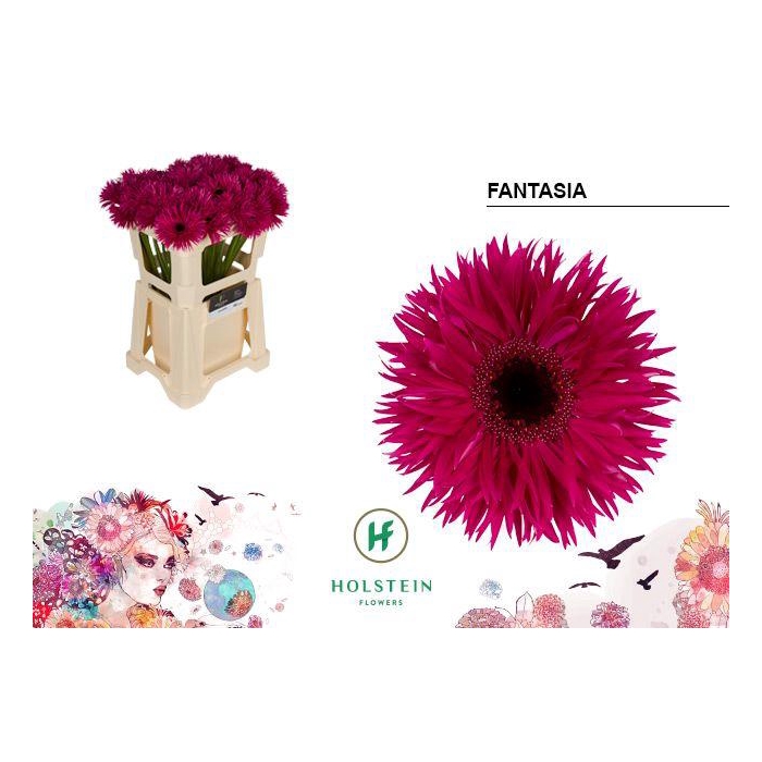 <h4>Ge Gs Gersp Fantasia</h4>