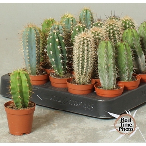 CACTUS OV