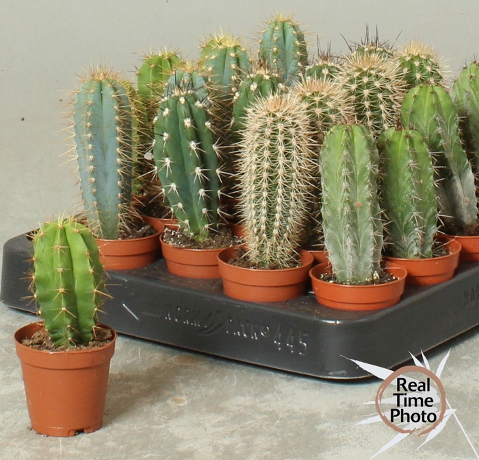 <h4>CACTUS OV</h4>