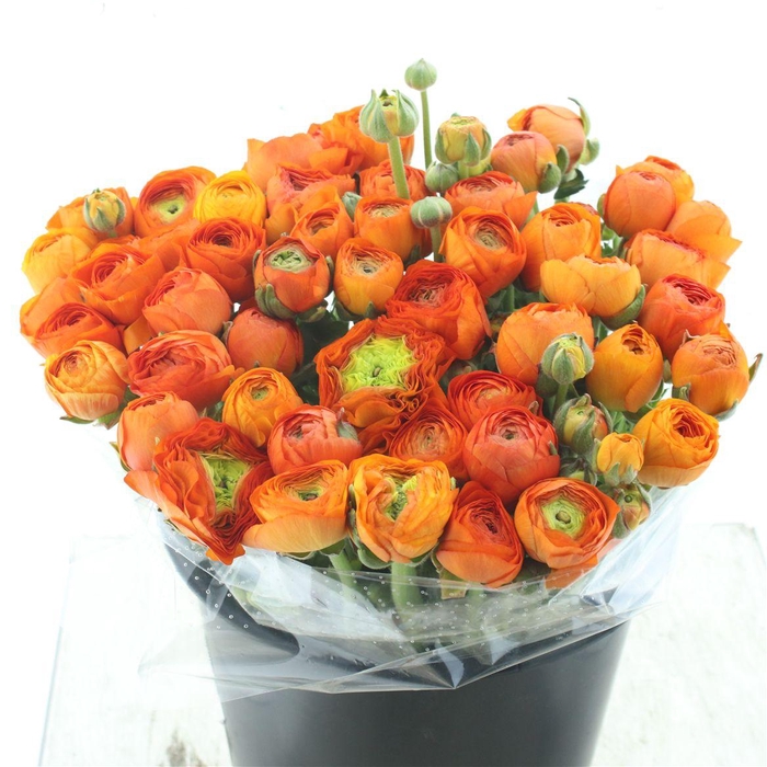 <h4>Ran El Sr Orange Super</h4>