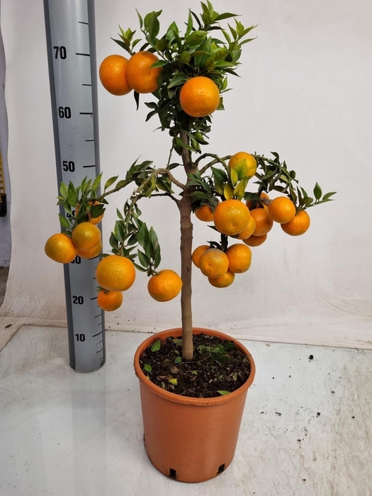 <h4>CITR AU CHINOTTO</h4>