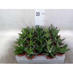 Aloe   ...mix