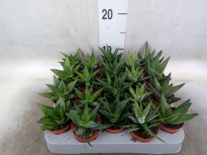 <h4>Aloe   ...mix</h4>