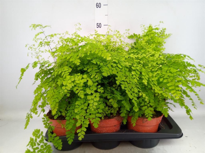 <h4>Adiantum raddi. 'Fragrans'</h4>