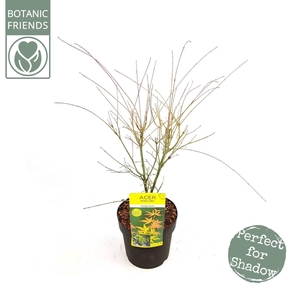 Acer palmatum Orange Dream