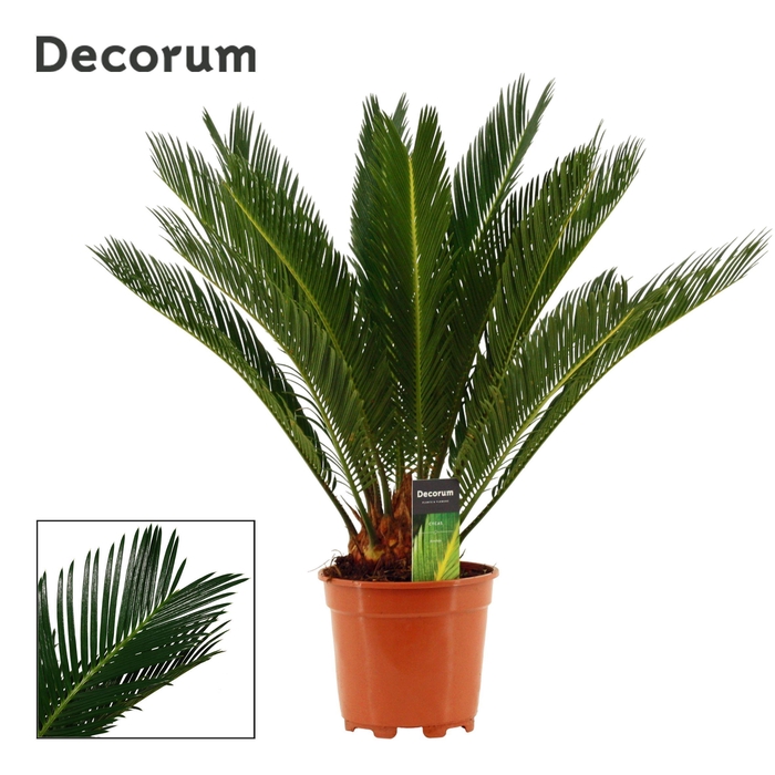 <h4>Cycas Revoluta 17 cm Decorum, 12+ veren</h4>