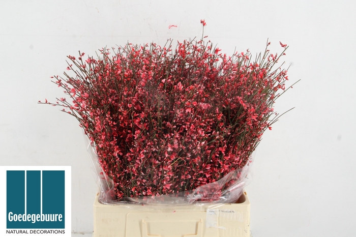 <h4>GENISTA KLB BS H%</h4>