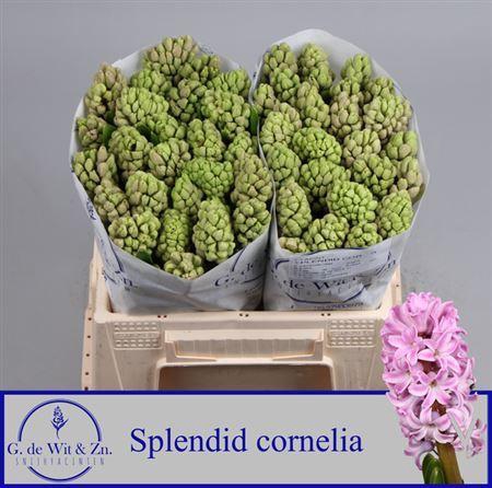 <h4>Hyac Splend Cornelia</h4>