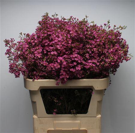 <h4>Chamelauc Ariel</h4>