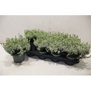 Callu Bl White