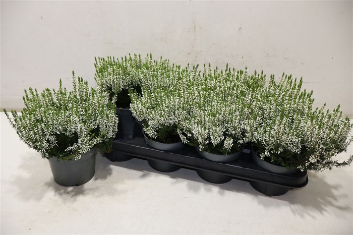 <h4>Callu Bl White</h4>