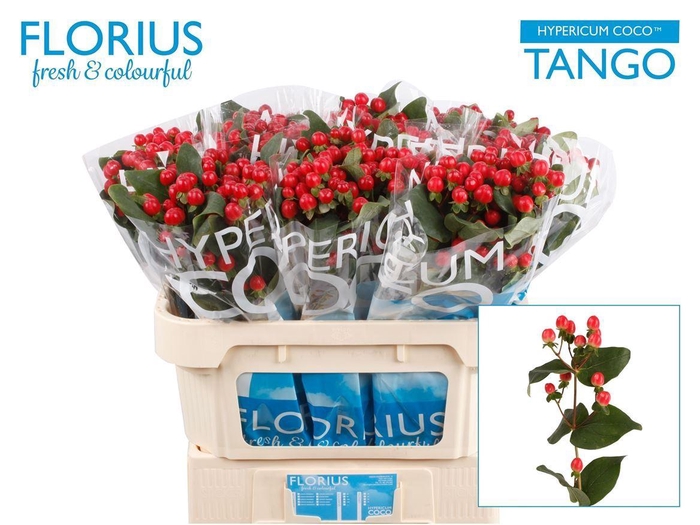 <h4>Hyp Coco Tango</h4>