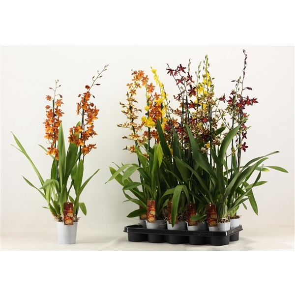 Inca Cambria mix 2 spike