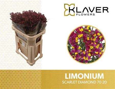 Lim Sin Scarlet Diamond