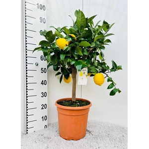 Citrus limone Lemon bush/stem