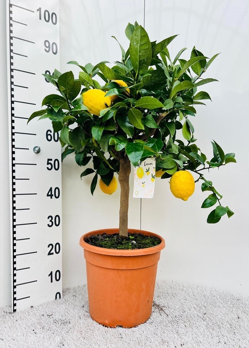 <h4>Citrus limone Lemon bush/stem</h4>
