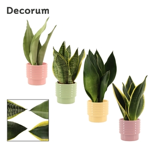 Sansevieria Super mix 9 cm in Naemi (Tasty bubble-collection)