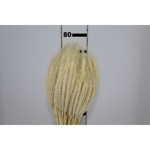 FLOR DE TRIGO ALVEJADO