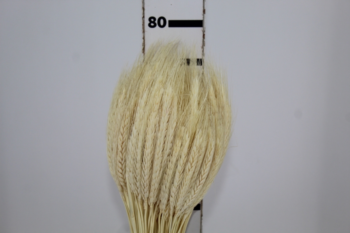 <h4>FLOR DE TRIGO ALVEJADO</h4>
