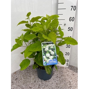 Hydrangea arb. Annabelle 30-40 cm struik P23 C5