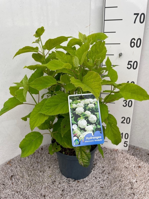 <h4>Hydrangea arb. Annabelle 30-40 cm struik P23 C5</h4>