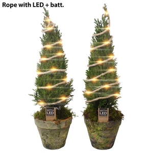 PTK25223 Ellwoodii in terrracotta pot met LED