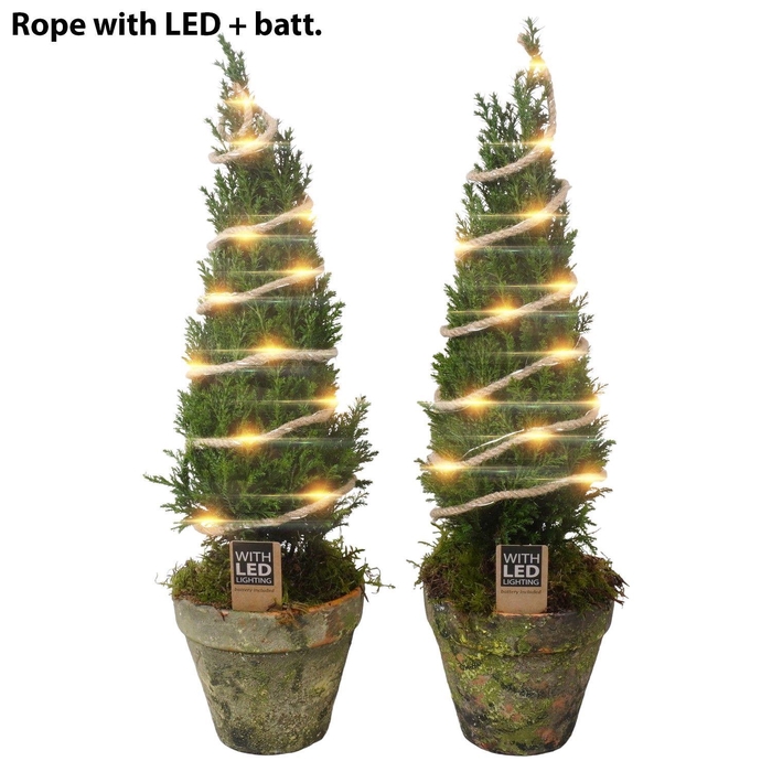 <h4>PTK25223 Ellwoodii in terrracotta pot met LED</h4>