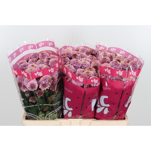 Chr San Aaa Doria Pi