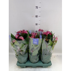 Anthurium andr. 'Pure Purple'