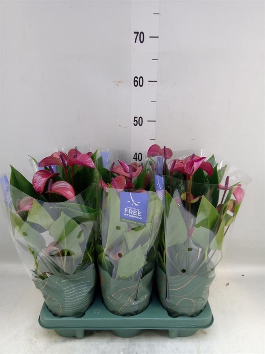 <h4>Anthurium andr. 'Pure Purple'</h4>