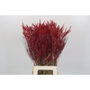 Bromelia Red Paloma