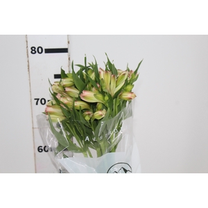 ALSTROEMERIA PAPILLON 080 CM ROSA
