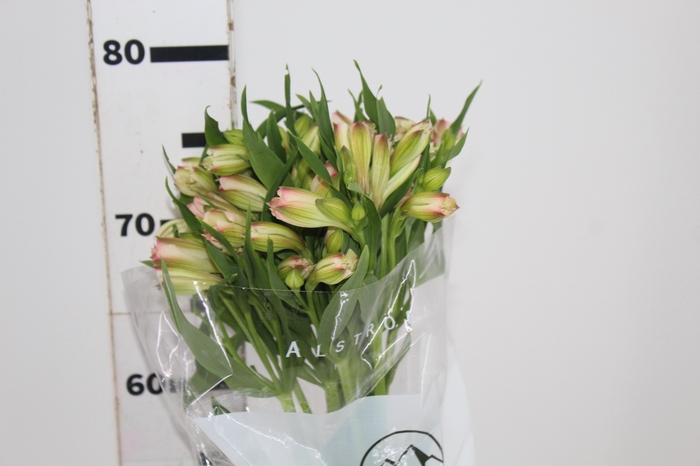 <h4>ALSTROEMERIA PAPILLON 080 CM ROSA</h4>
