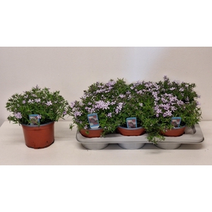 PHLOX S FAB BLU VIOL