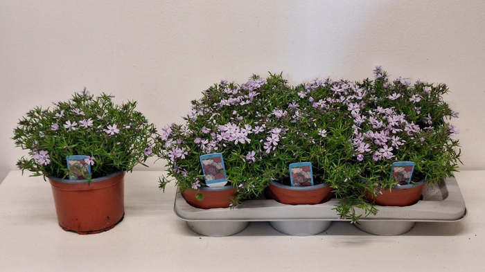 <h4>PHLOX S FAB BLU VIOL</h4>