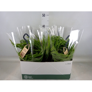 Rhipsalis paradoxa