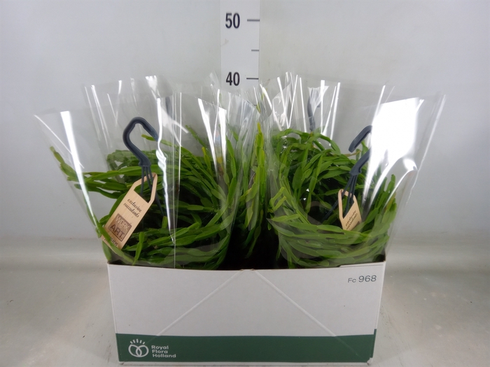 <h4>Rhipsalis paradoxa</h4>