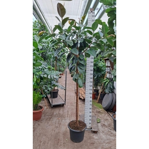 Ficus Elastica Robusta