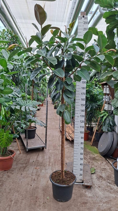 <h4>Ficus Elastica Robusta</h4>