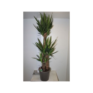 Yucca 90-45-20 Cm