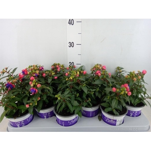 Fuchsia  'Bella Fuchsia Sacha'