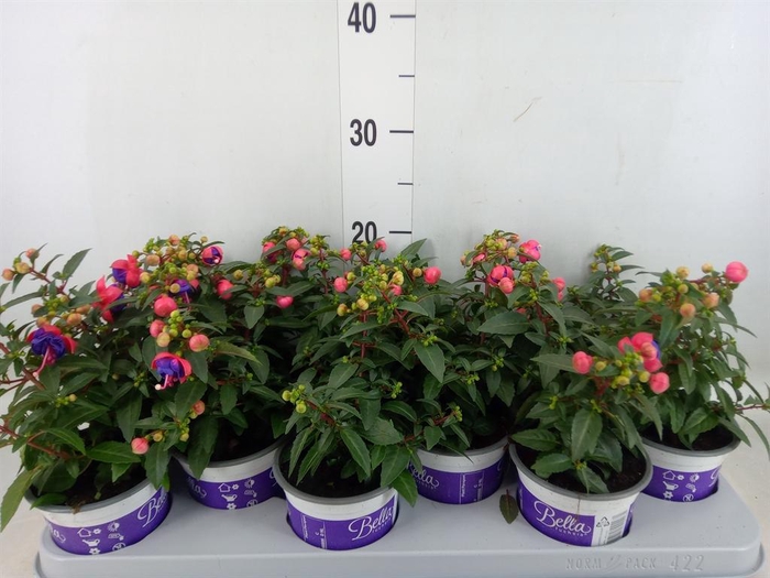 <h4>Fuchsia  'Bella Fuchsia Sacha'</h4>