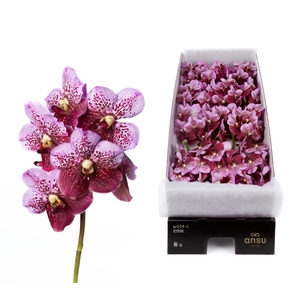 Vanda Divana Pink Mahogany X16