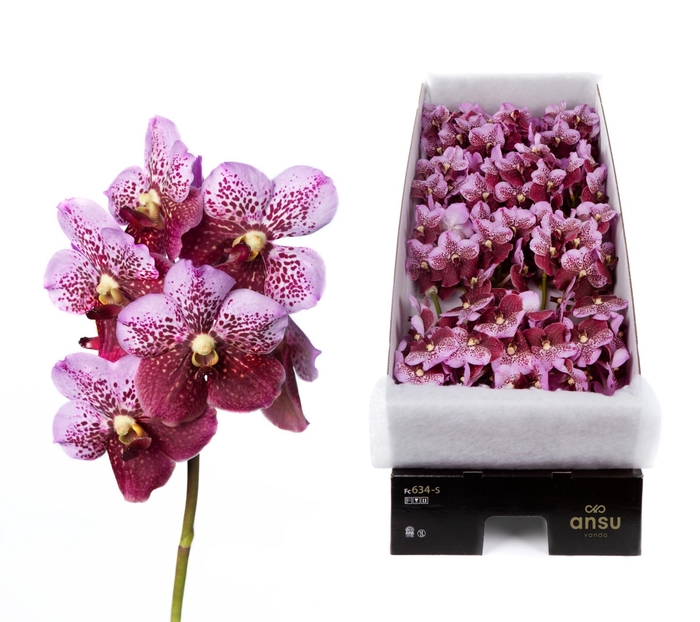 <h4>Vanda Divana Pink Mahogany X16</h4>