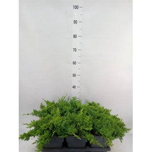 Juniperus procumbens 'Nana'