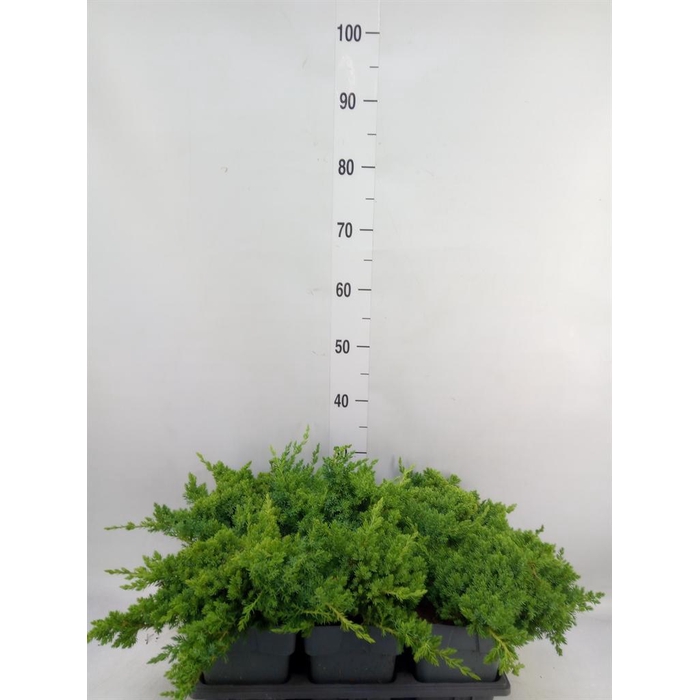 <h4>Juniperus procumbens 'Nana'</h4>