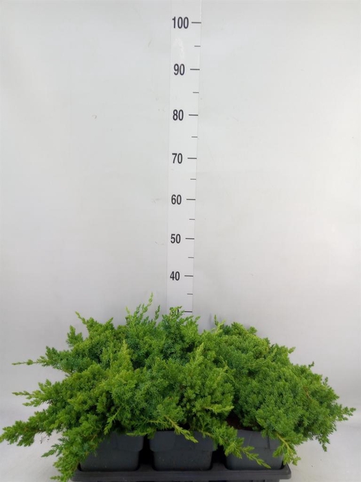Juniperus procumbens 'Nana'
